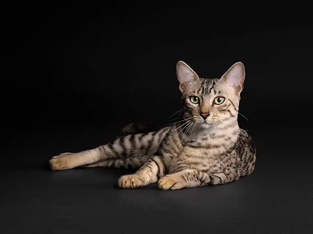 Purina Pro Plan cat