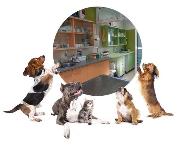 Veterinarska ambulanta