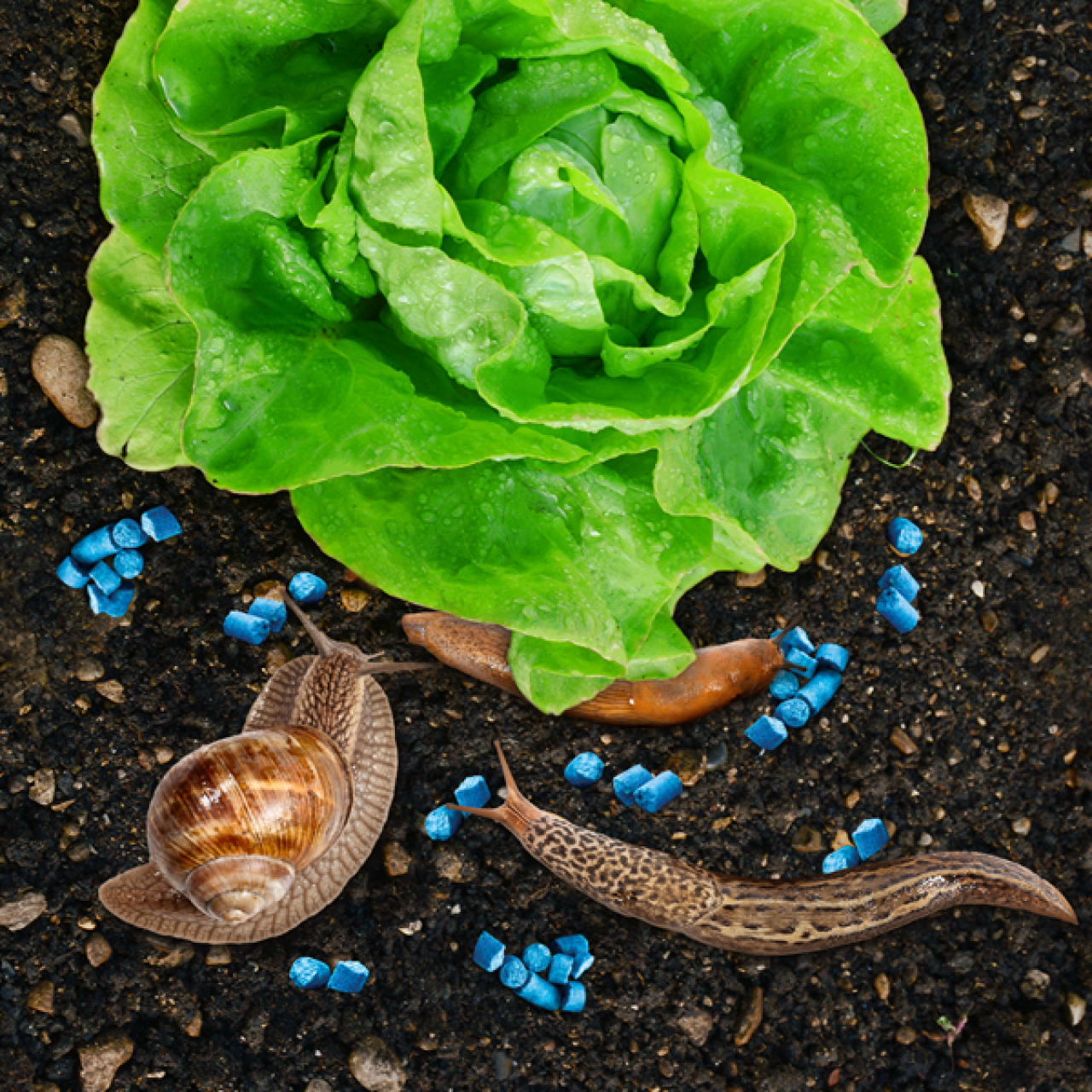 Bio Plantella Arion proti puževa 500g/130m2