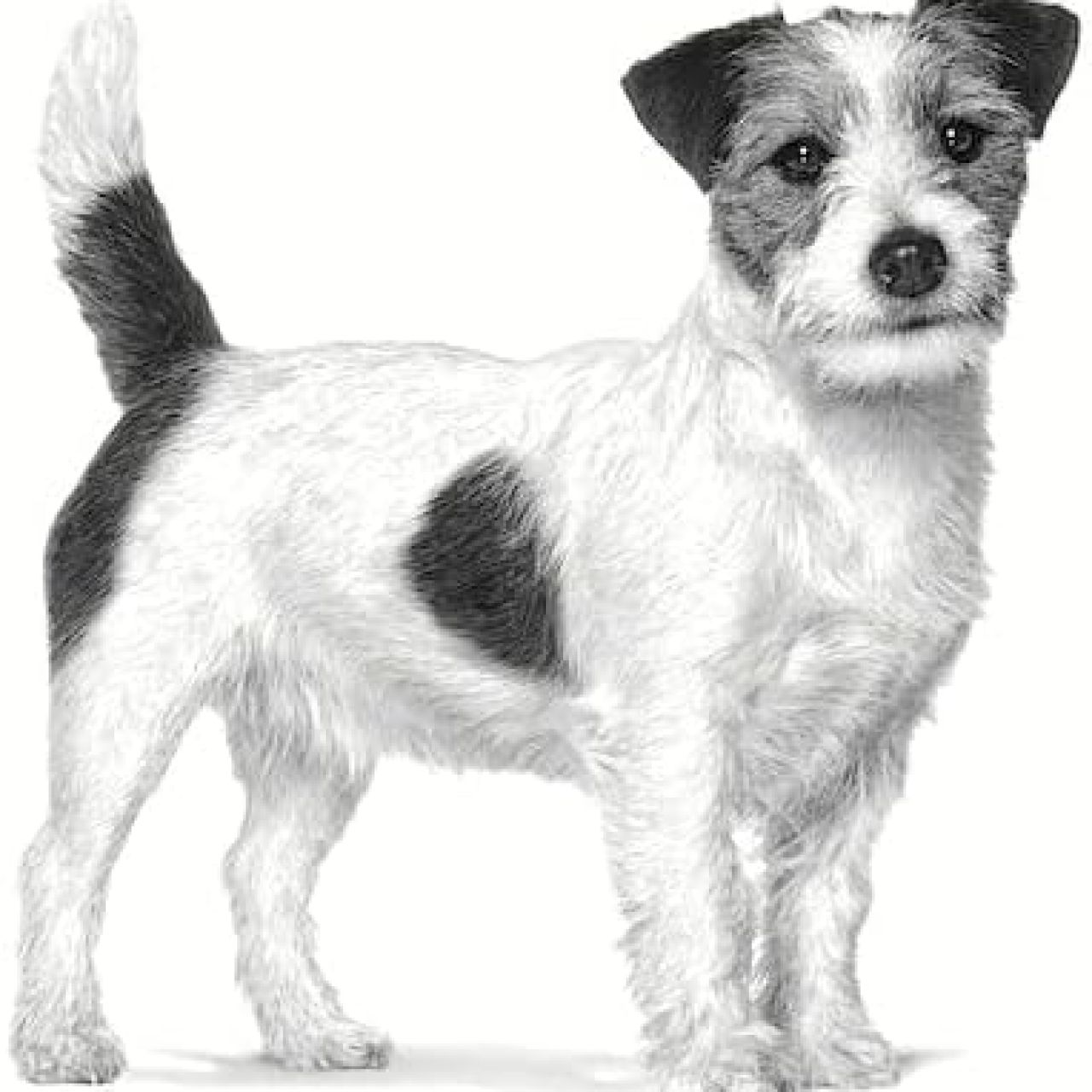 ROYAL CANIN Urinary S/O Small Dog 1.5kg