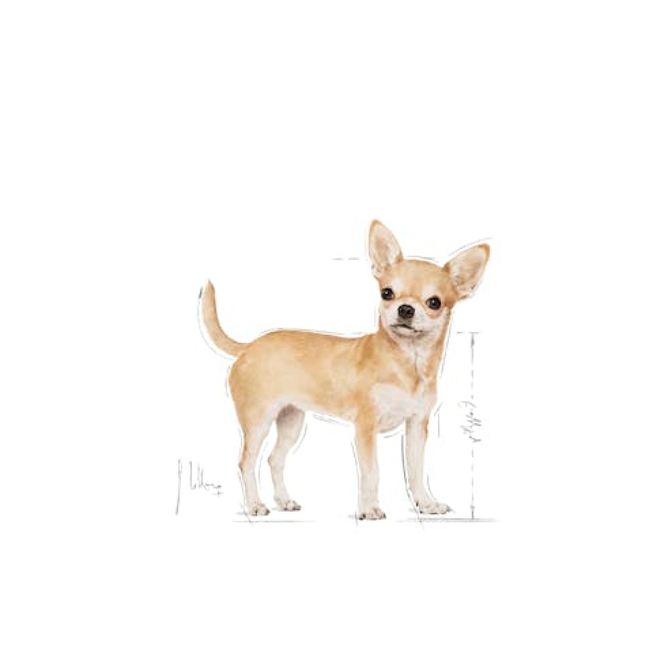 Royal Canin BHN CHIHUAHUA