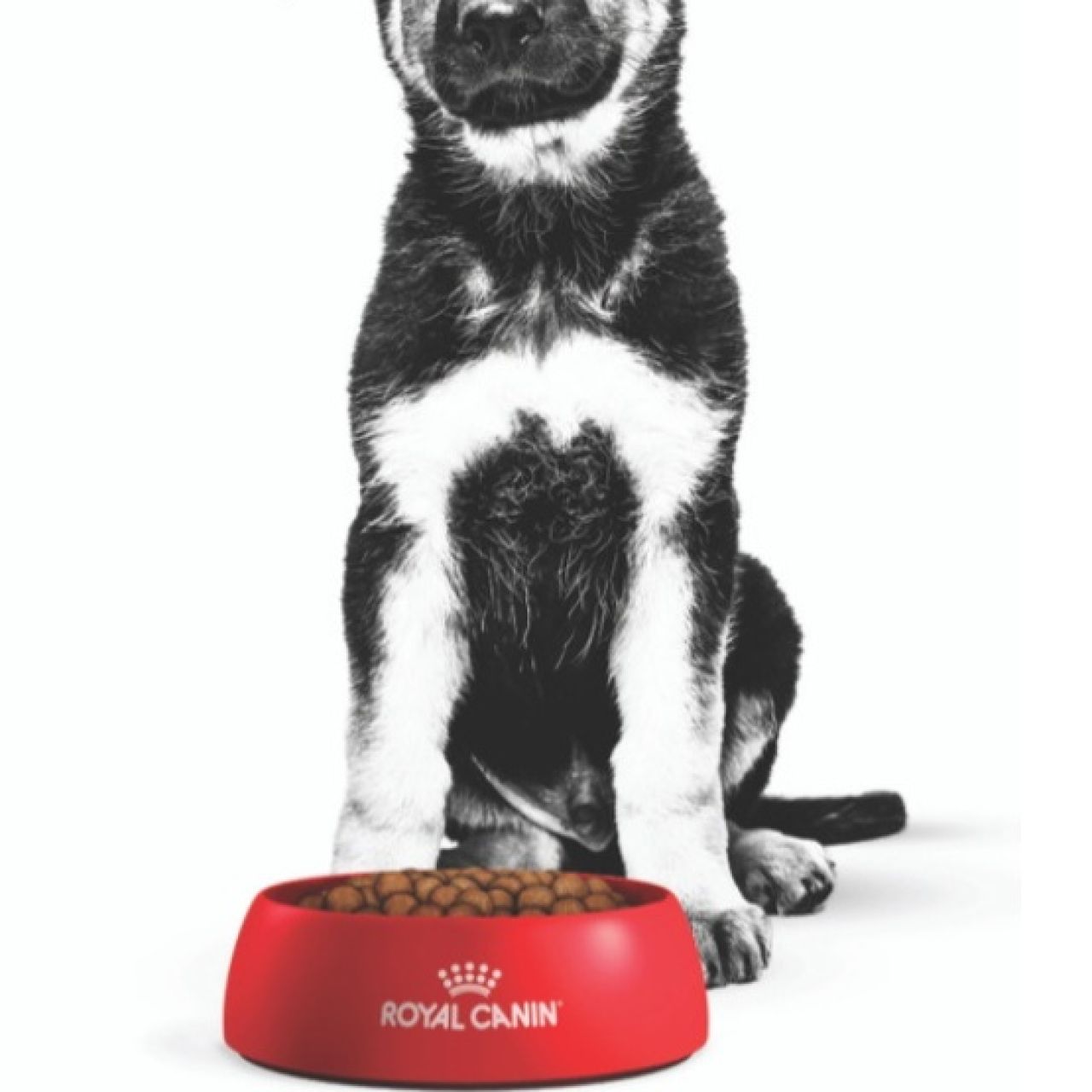 ROYAL CANIN SHN MAXI PUPPY