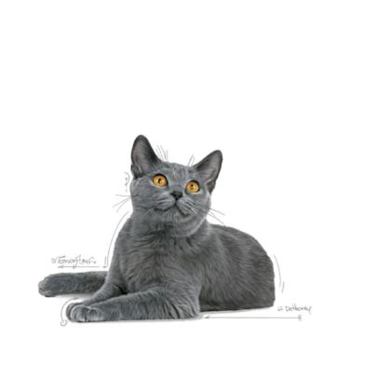 Royal Canin Cat DENTAL Care
